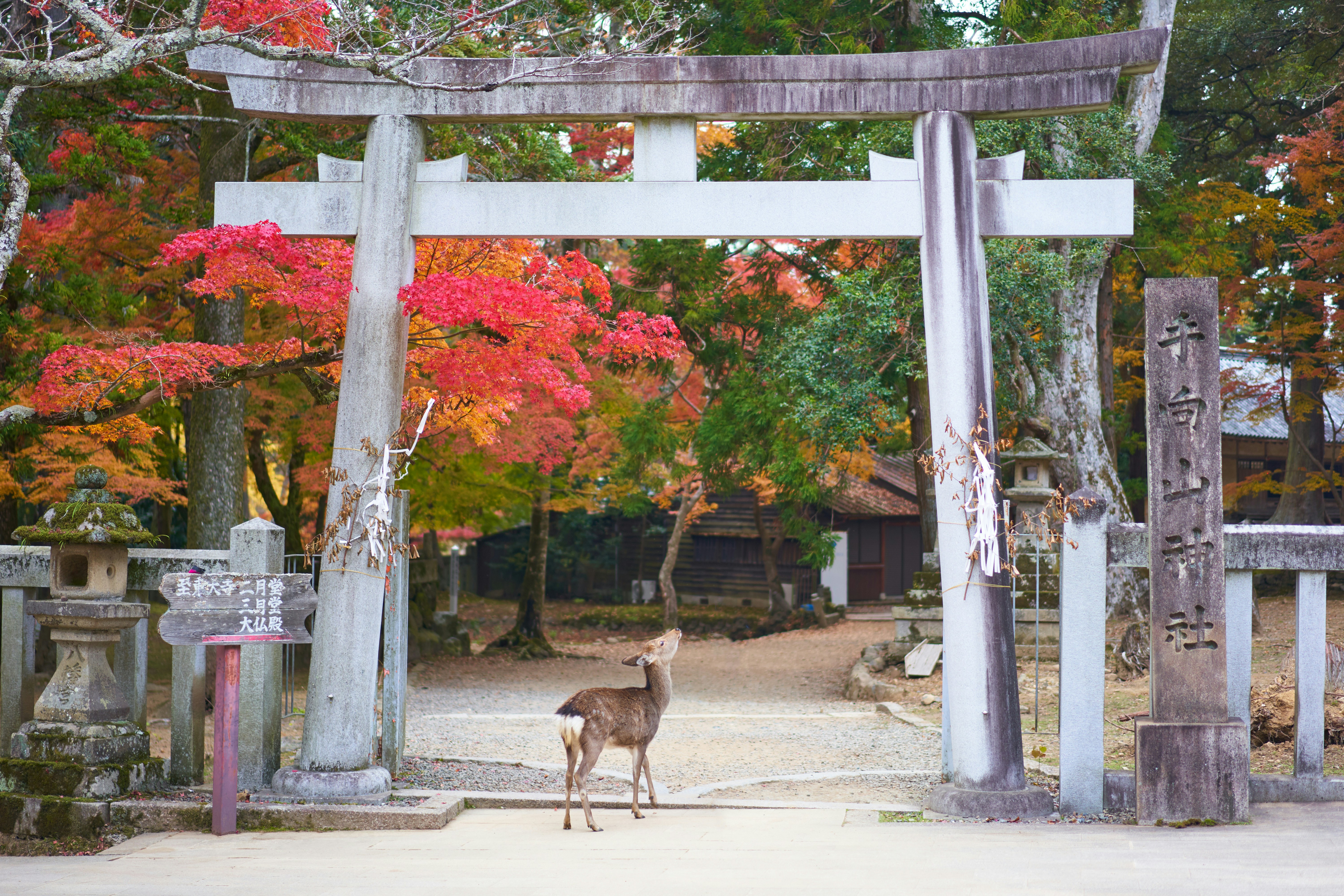 Nara deer park